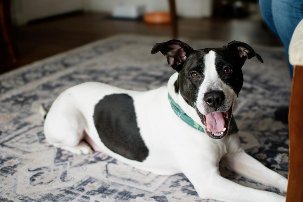 Enlarge Jude, a Adoptable mixed breed in Frankfort, NY image 2/6