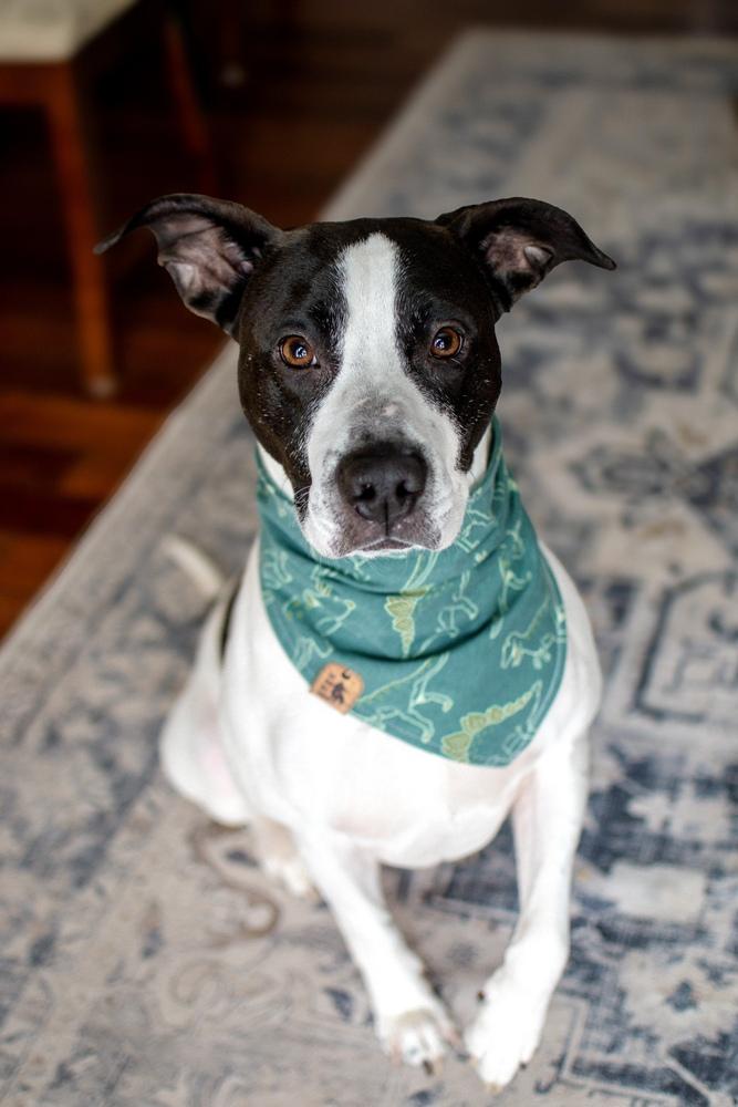 Enlarge Jude, a Adoptable mixed breed in Frankfort, NY image 3/6