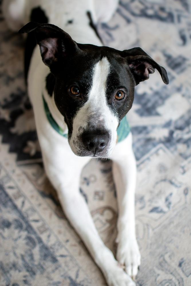 Enlarge Jude, a Adoptable mixed breed in Frankfort, NY image 4/6