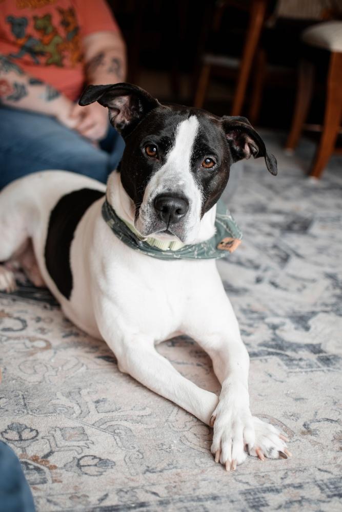 Enlarge Jude, a Adoptable mixed breed in Frankfort, NY image 5/6