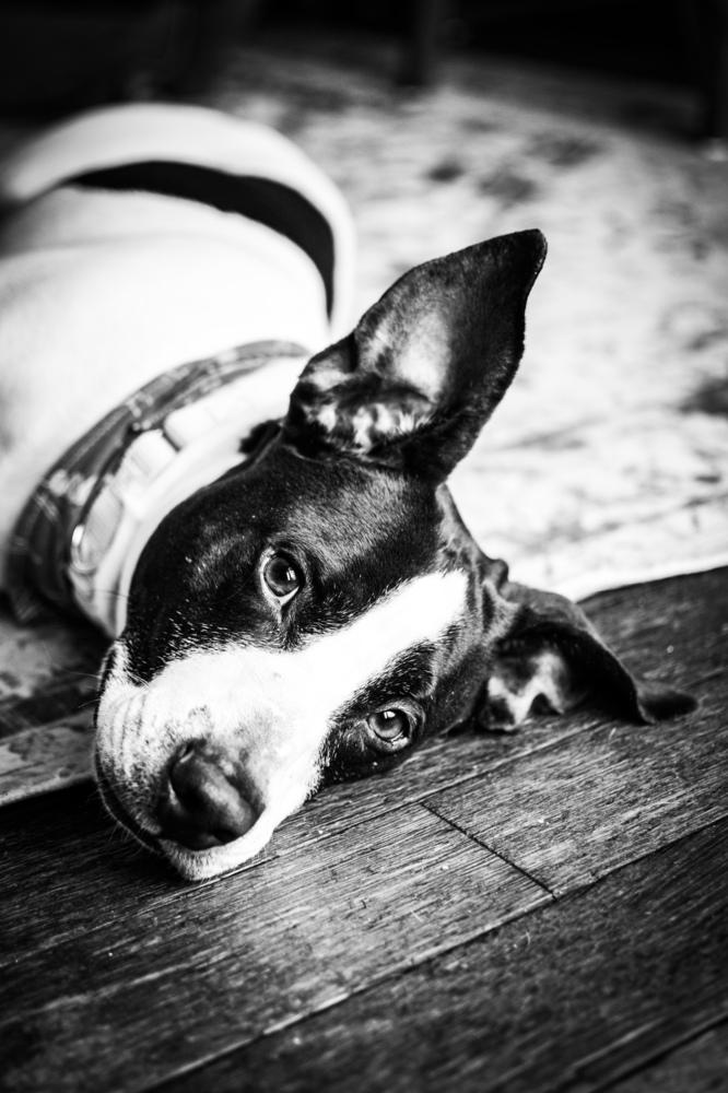 Enlarge Jude, a Adoptable mixed breed in Frankfort, NY image 6/6