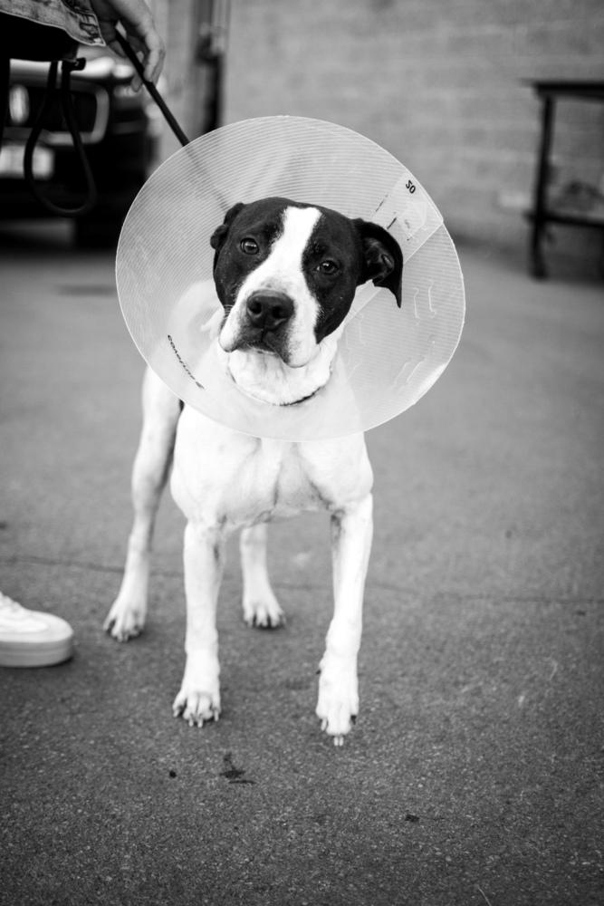 Enlarge Jude, a Adoptable mixed breed in Frankfort, NY image 6/6