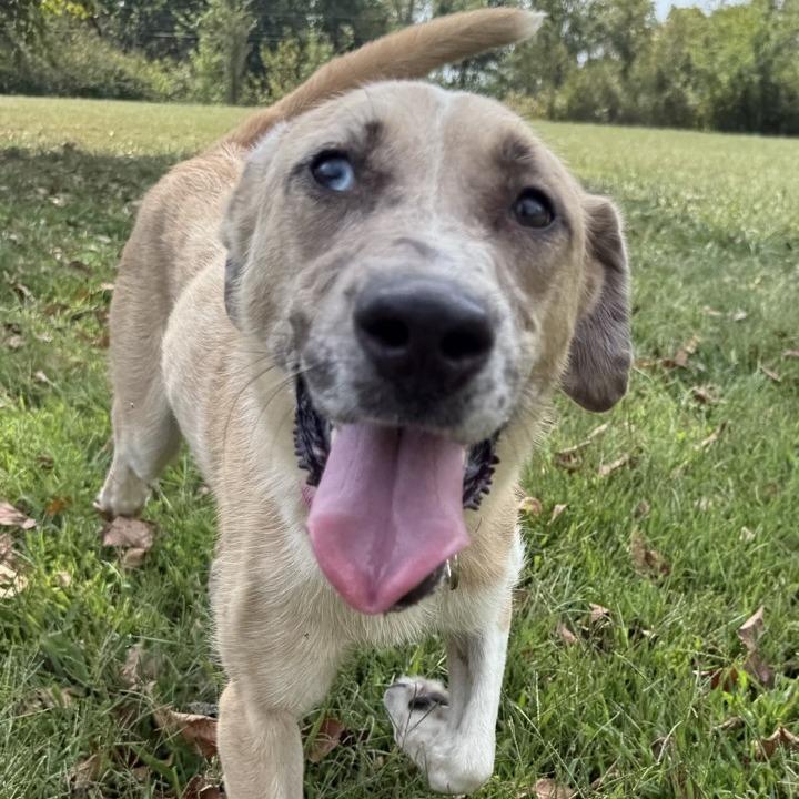 Enlarge Marnie, a Adoptable mixed breed in Kansas City, MO image 1/6
