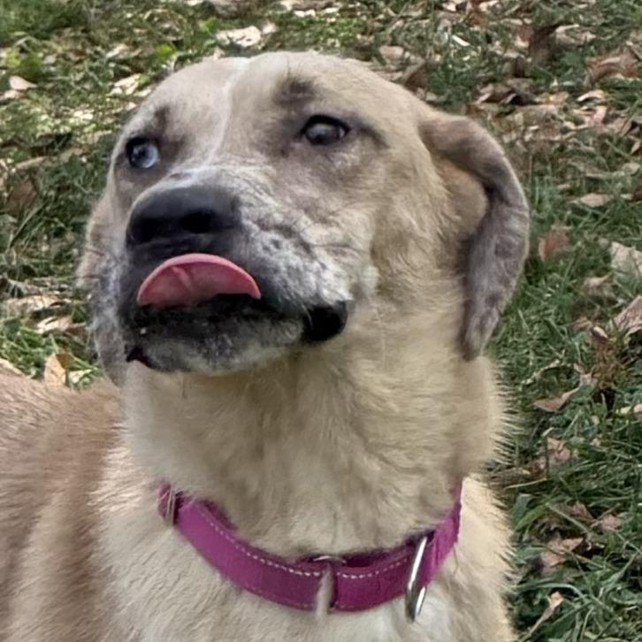 Enlarge Marnie, a Adoptable mixed breed in Kansas City, MO image 2/6