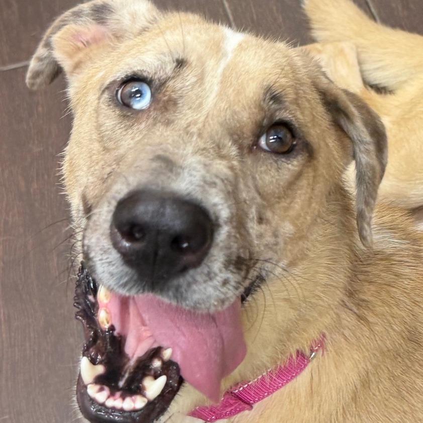 Enlarge Marnie, a Adoptable mixed breed in Kansas City, MO image 3/6