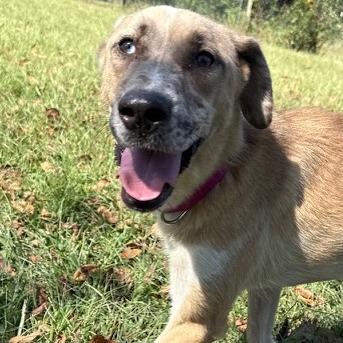 Enlarge Marnie, a Adoptable mixed breed in Kansas City, MO image 4/6