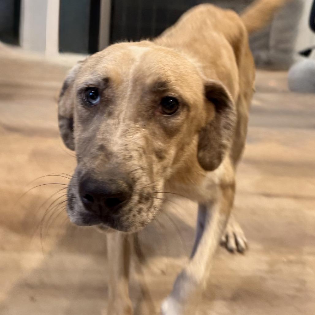 Enlarge Marnie, a Adoptable mixed breed in Kansas City, MO image 5/6