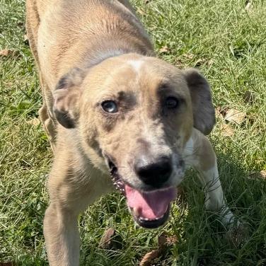 Enlarge Marnie, a Adoptable mixed breed in Kansas City, MO image 6/6