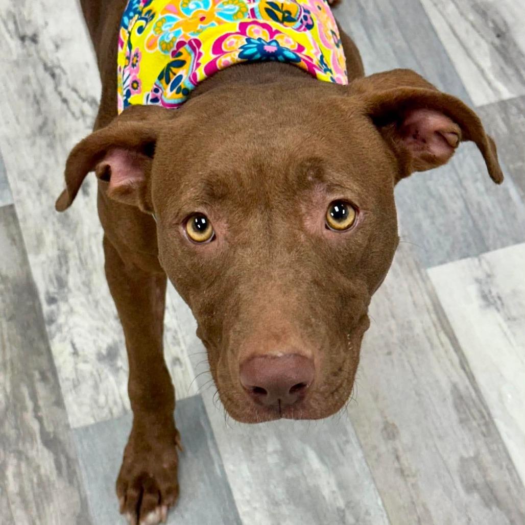 Faye/Coco, Adoptable, Adult Female Pit Bull Terrier.