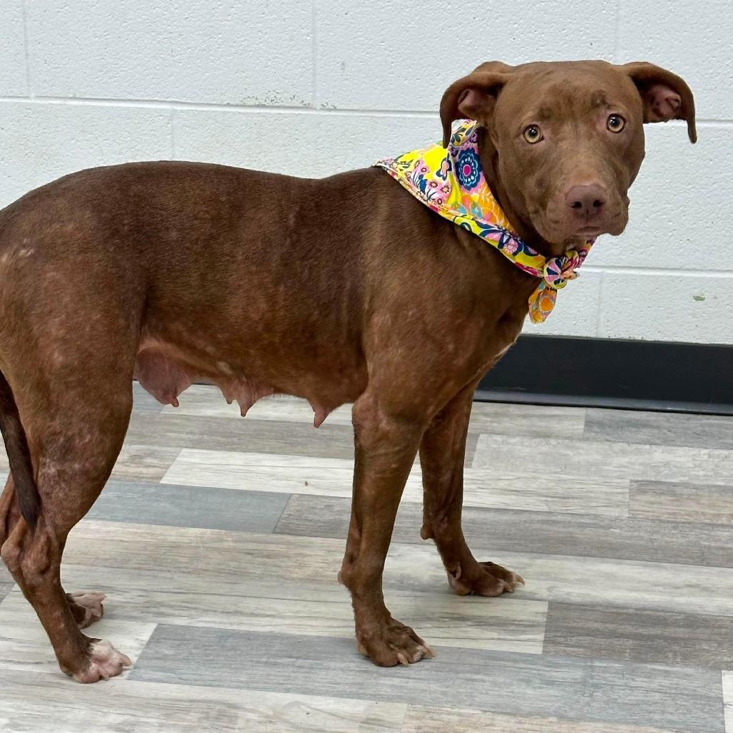 Faye/Coco, a Adoptable Pit Bull Terrier in Lufkin, TX image 2/3