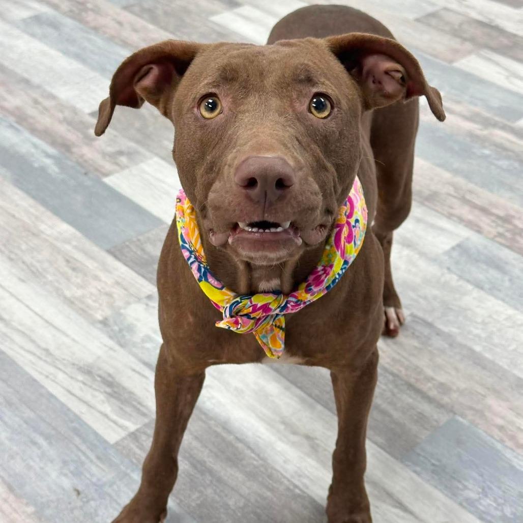 Faye/Coco, a Adoptable Pit Bull Terrier in Lufkin, TX image 3/3