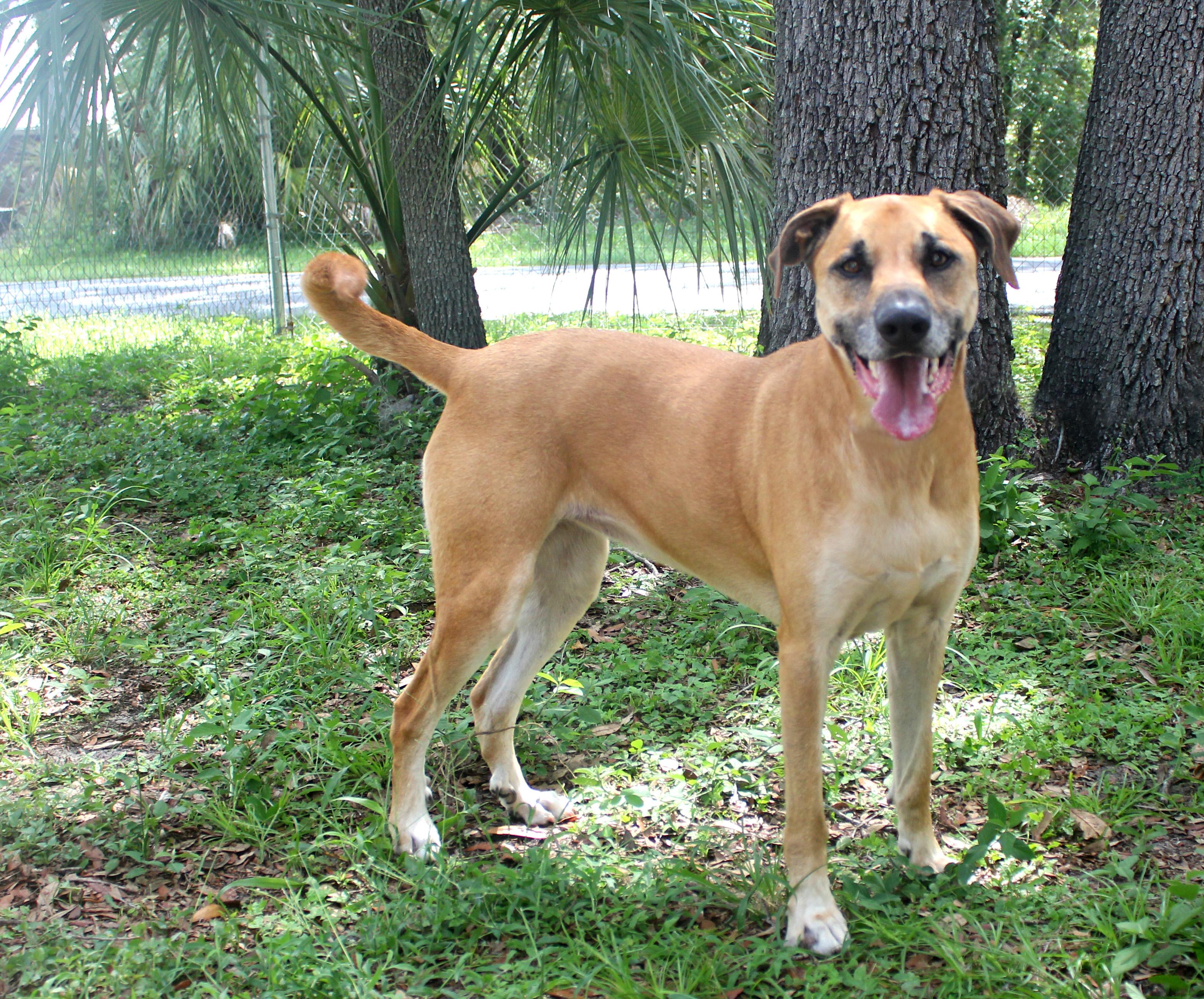 LULU, Adoptable, Adult Female Black Mouth Cur.