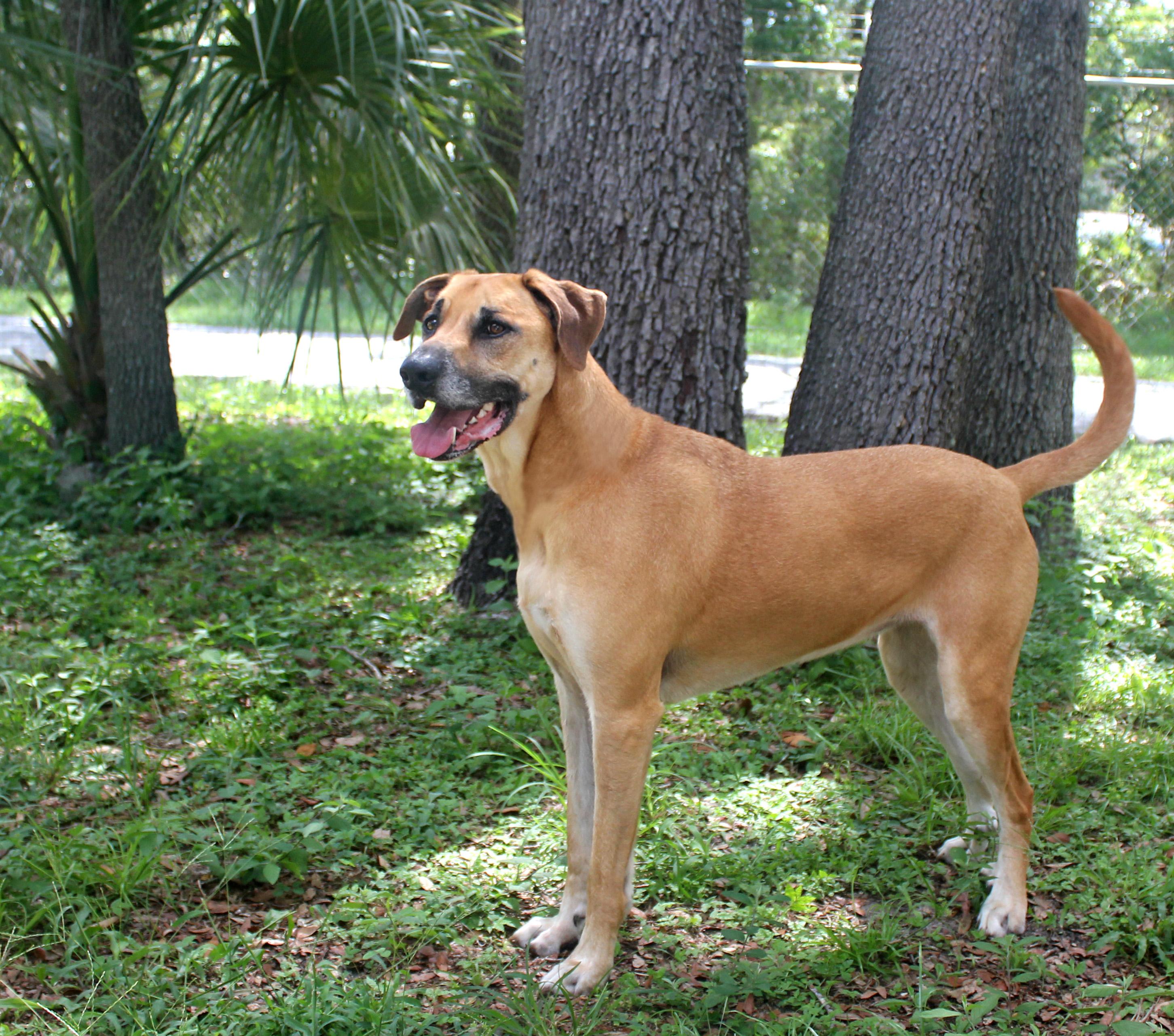 LULU, a Adoptable mixed breed in Floral City, FL image 2/6