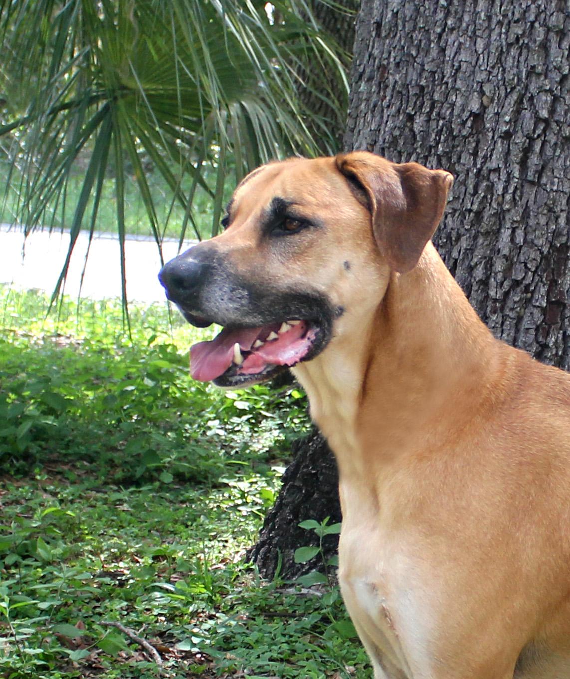 LULU, a Adoptable mixed breed in Floral City, FL image 4/6