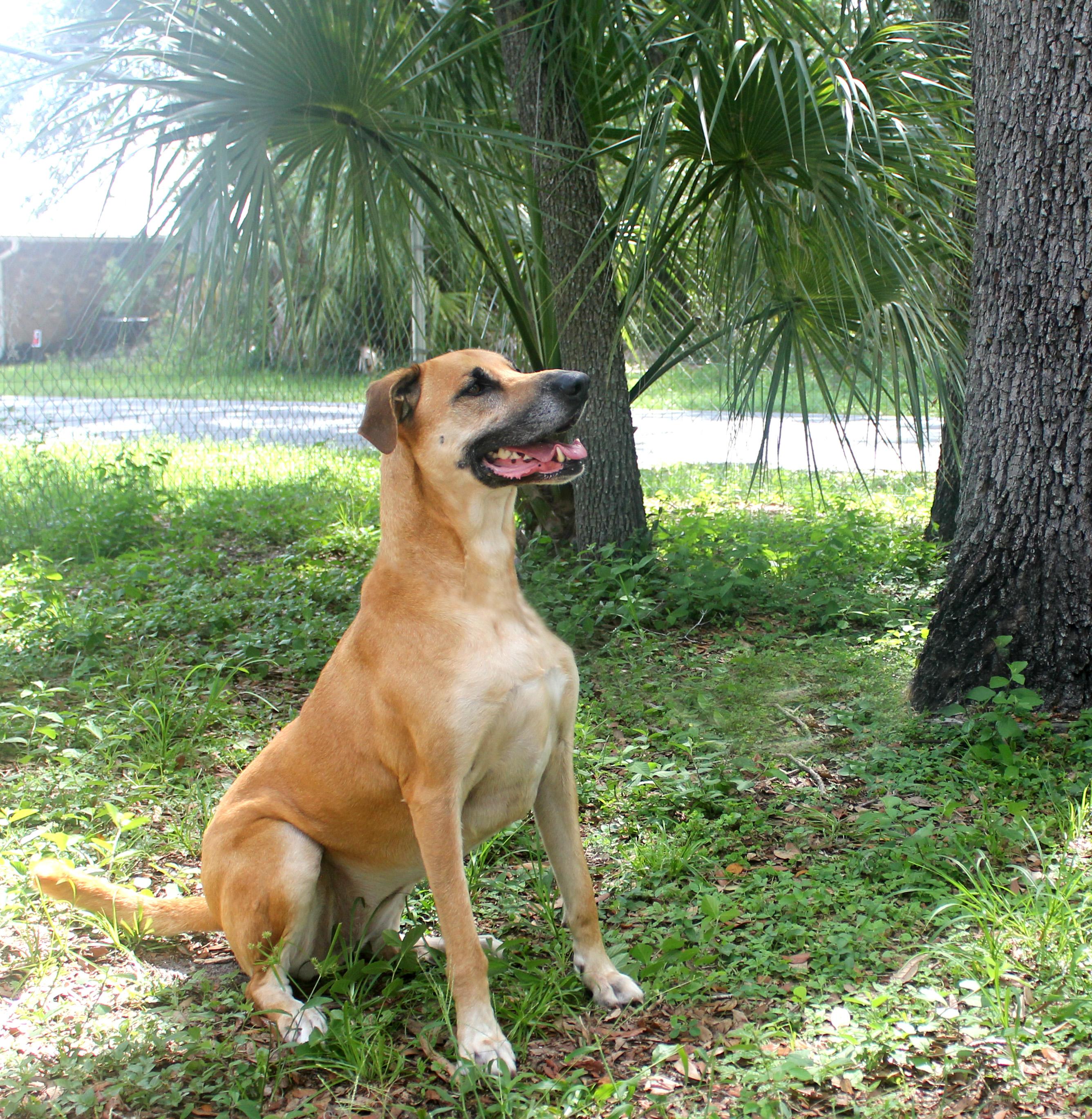 LULU, a Adoptable mixed breed in Floral City, FL image 5/6
