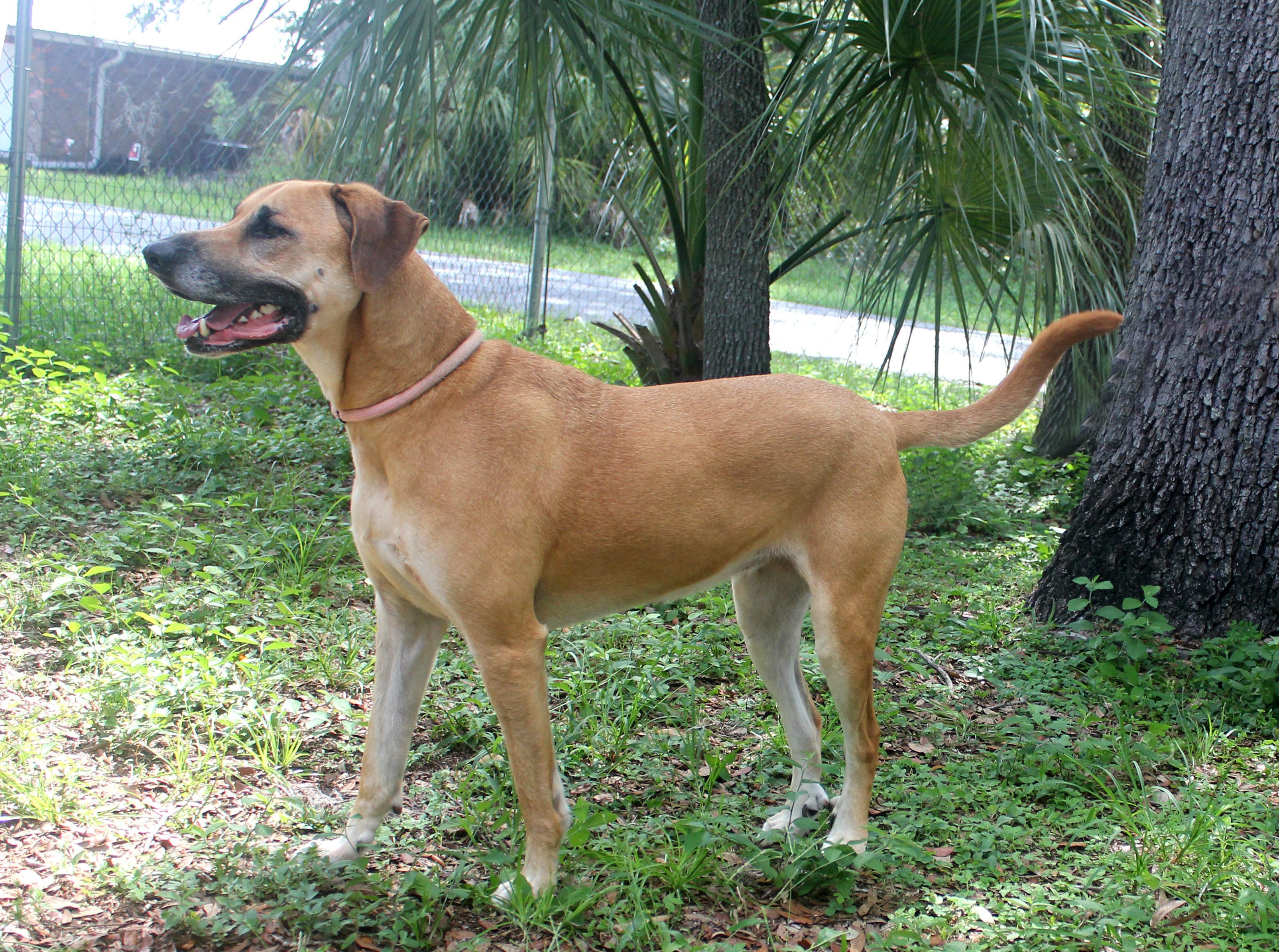LULU, a Adoptable mixed breed in Floral City, FL image 6/6