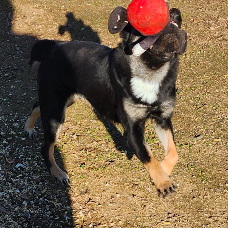 Nyxy/Courtesy Post, Adoptable, Young Female Cattle Dog & Australian Kelpie.