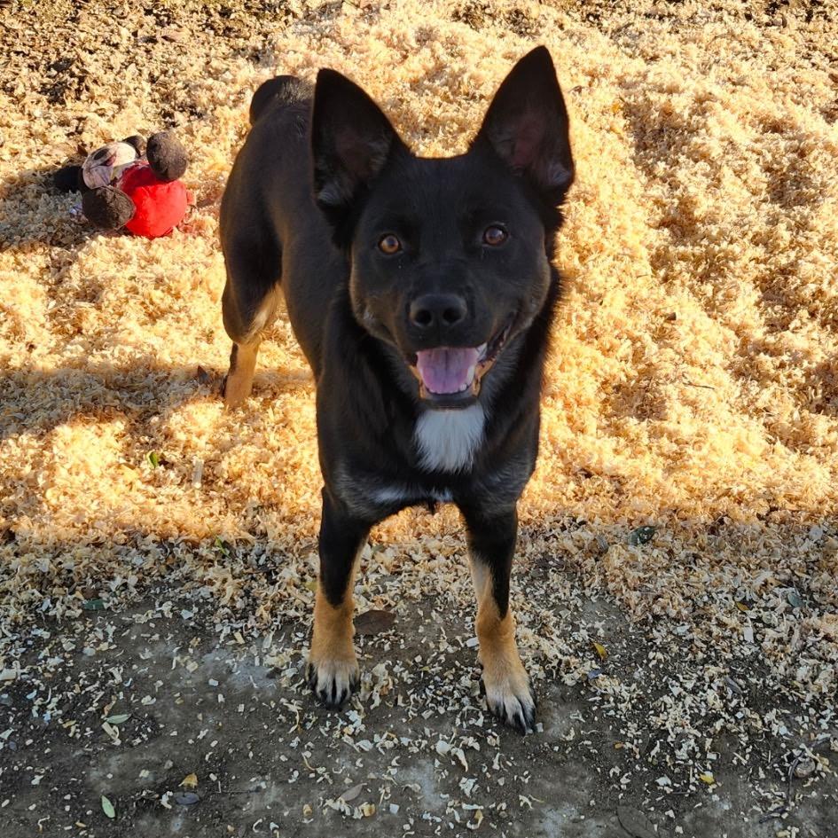 Enlarge Nyxy/Courtesy Post, a Adoptable mixed breed in Long Beach, CA image 2/3