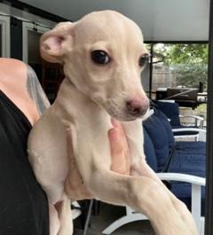 Enlarge Silver Collar, a ADOPTABLE mixed breed in Longwood, FL image 3/4