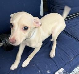 Enlarge Silver Collar, a ADOPTABLE mixed breed in Longwood, FL image 4/4