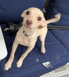 Enlarge Silver Collar, a ADOPTABLE mixed breed in Longwood, FL image 1/4