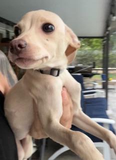 Enlarge Silver Collar, a ADOPTABLE mixed breed in Longwood, FL image 2/4