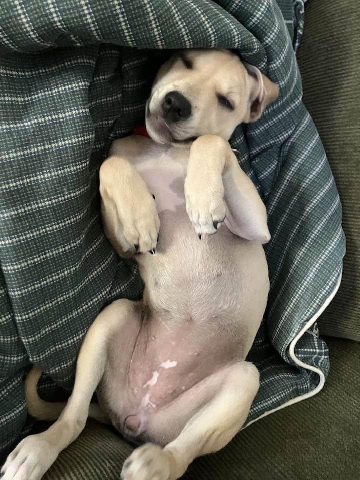 Enlarge Avery, a Adoptable mixed breed in South Windsor, CT image 6/6