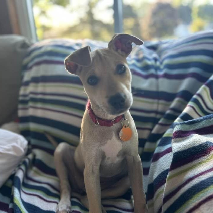 Enlarge Avery, a Adoptable mixed breed in South Windsor, CT image 2/6