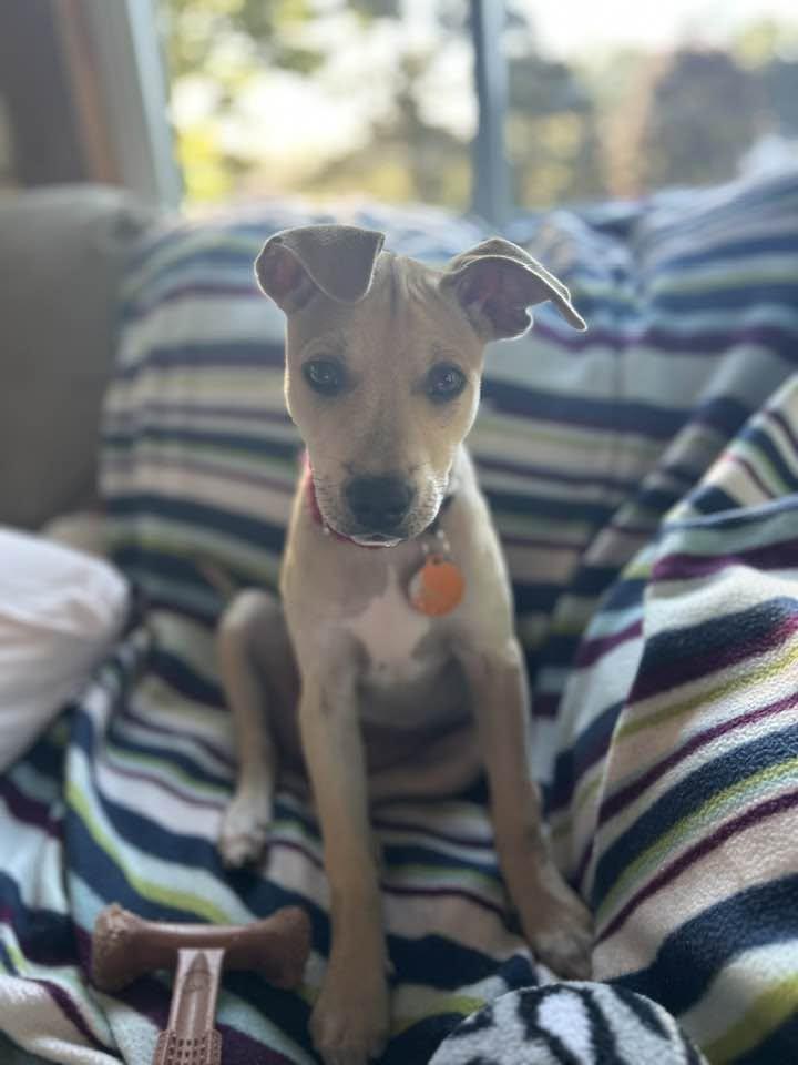 Enlarge Avery, a Adoptable mixed breed in South Windsor, CT image 5/6