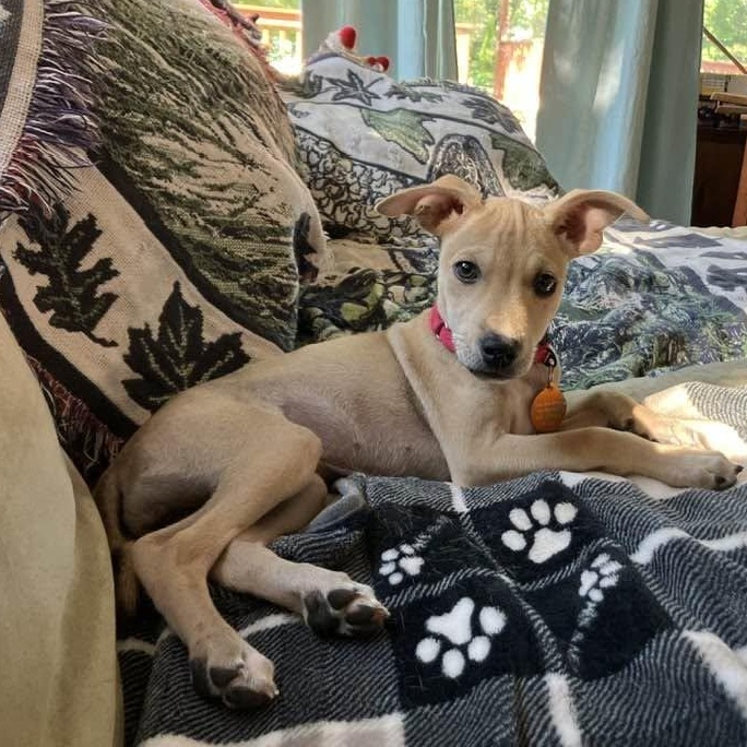 Enlarge Avery, a Adoptable mixed breed in South Windsor, CT image 1/6