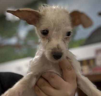 Moonstone thumbnail 2