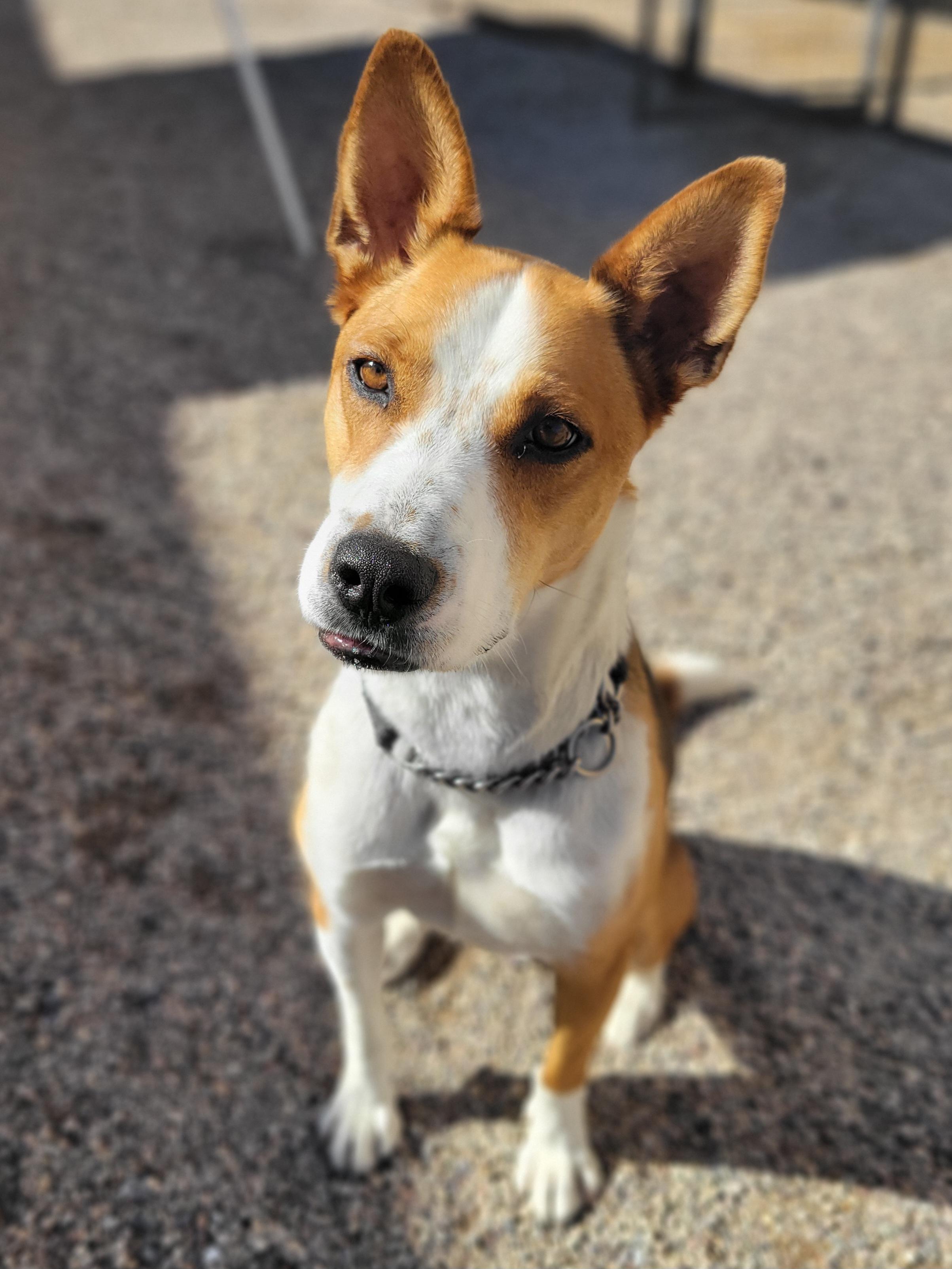 Rocco, adopted, Senior Male Pit Bull Terrier & German Spitz.