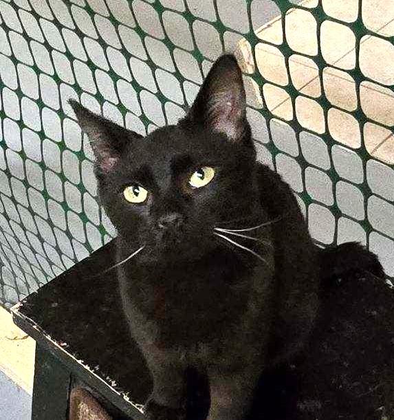 Verlainey, adopted, Young Female Domestic Short Hair.