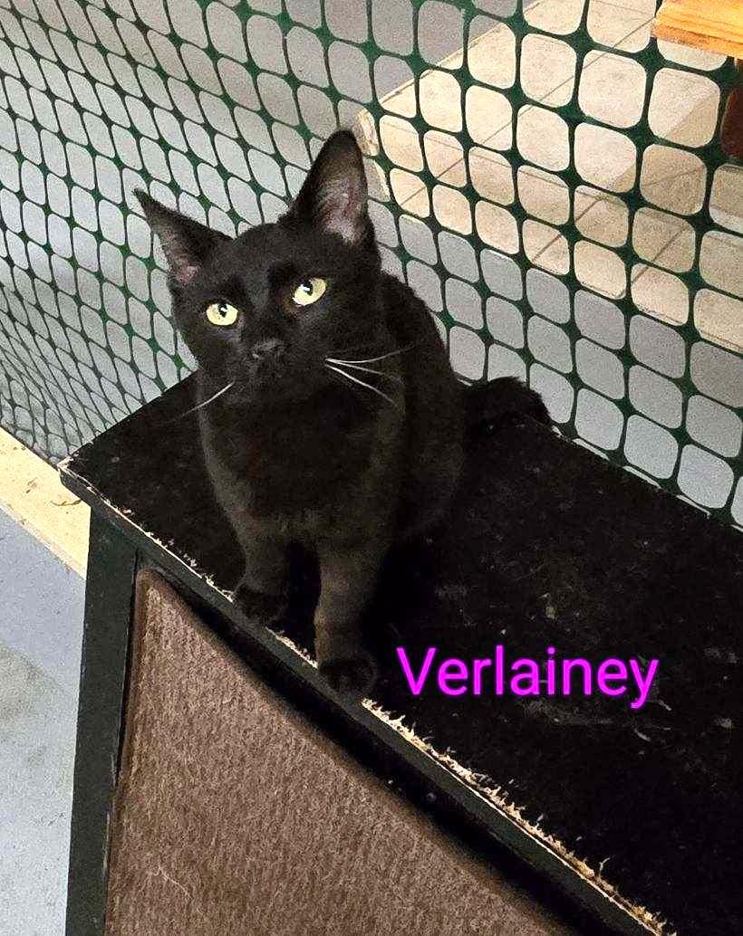 Enlarge Verlainey, an adopted Domestic Short Hair in Las Cruces, NM image 2/2
