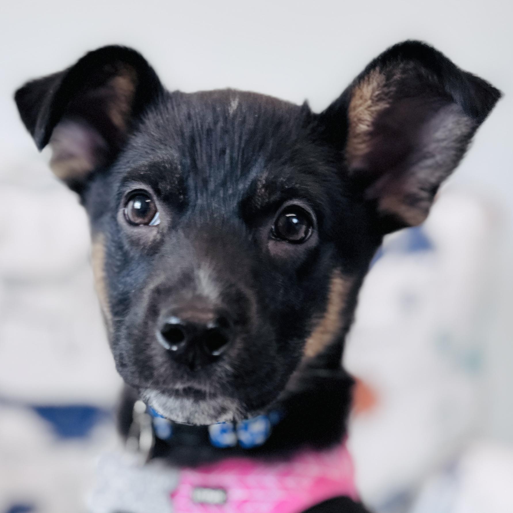Dolores, adoptable, Puppy Female Shepherd & Mixed Breed.
