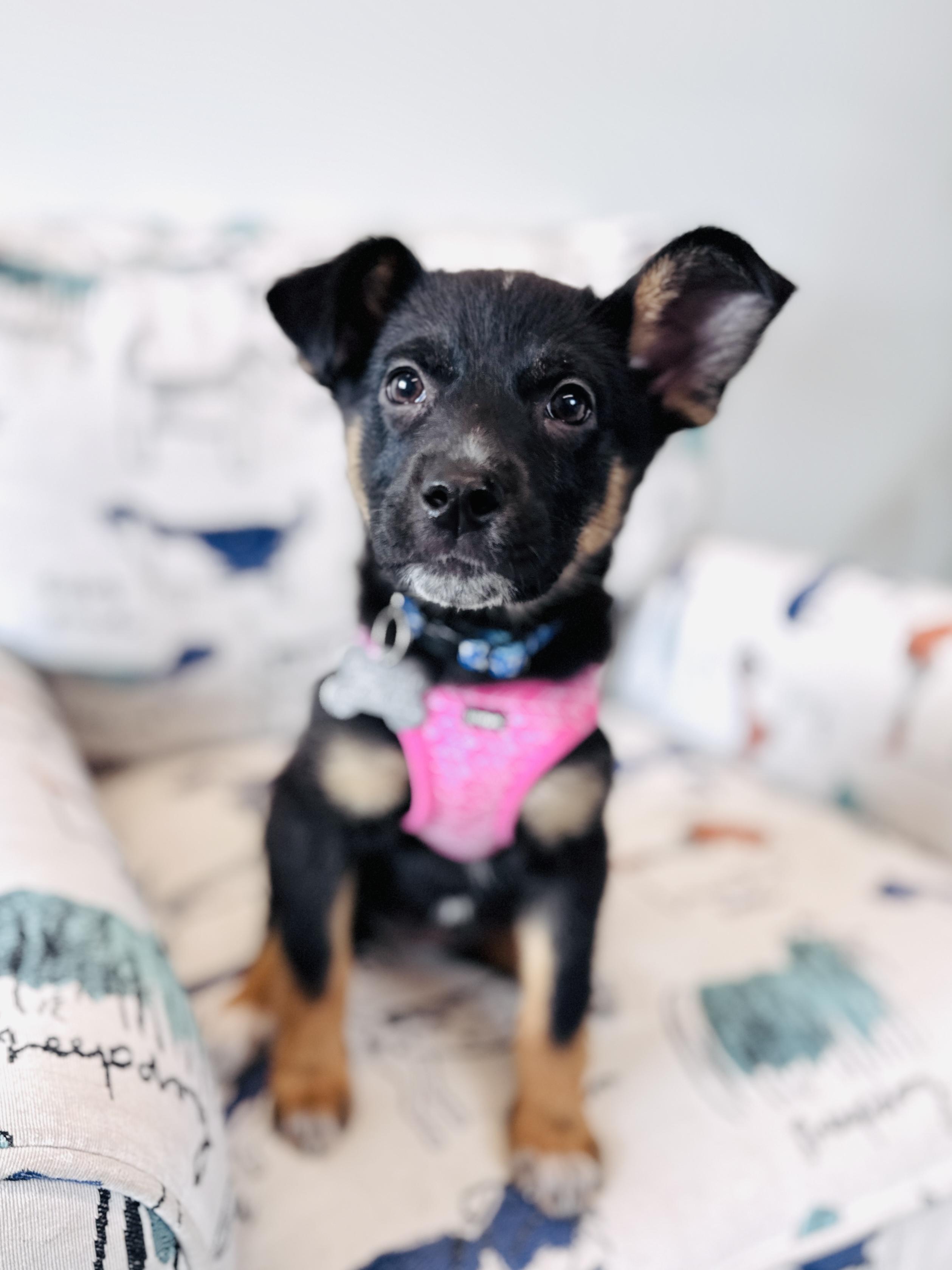 Enlarge Dolores, an adoptable mixed breed in Palatine, IL image 2/6