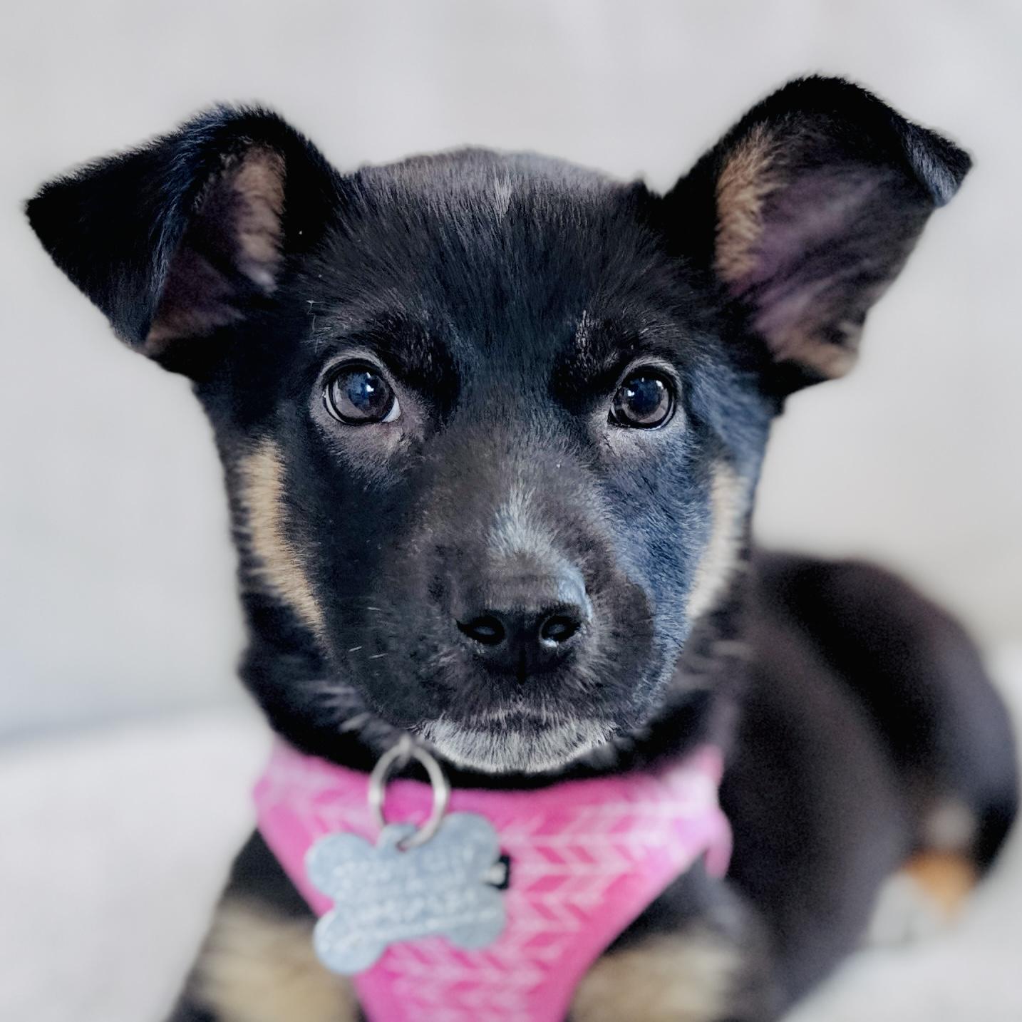 Enlarge Dolores, an adoptable mixed breed in Palatine, IL image 6/6