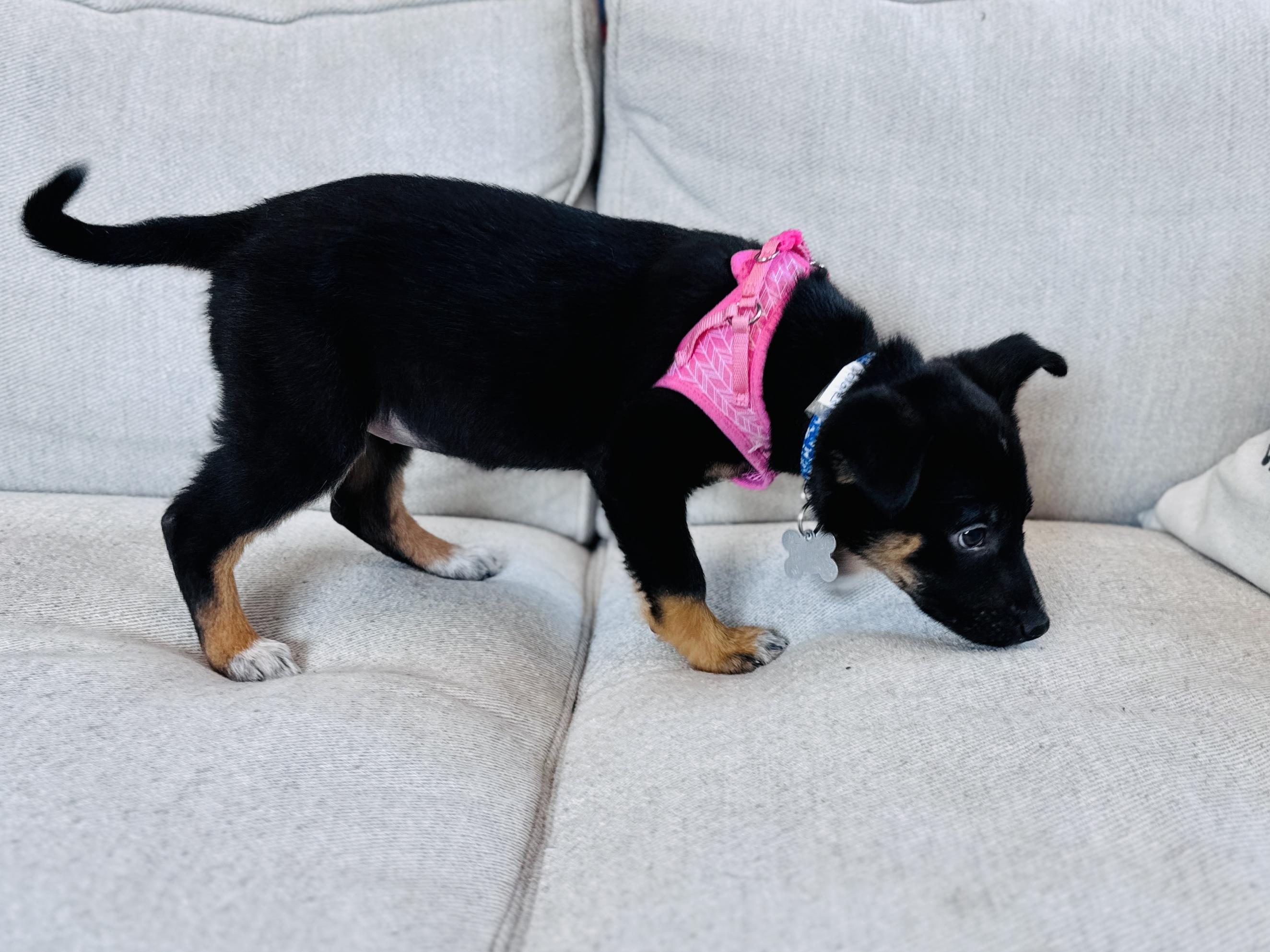 Enlarge Dolores, an adoptable mixed breed in Palatine, IL image 3/6