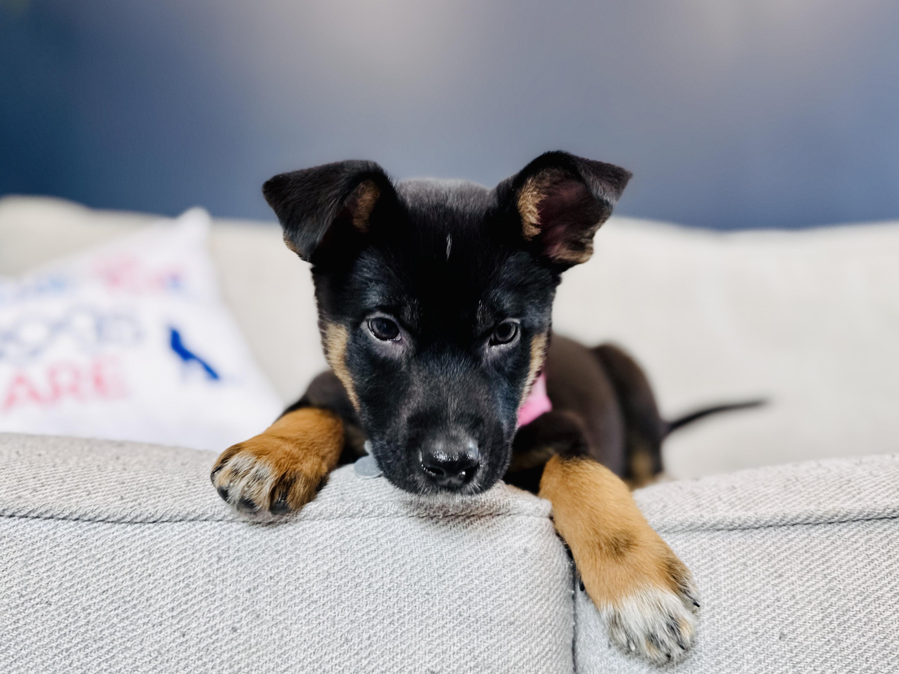 Enlarge Dolores, an adoptable mixed breed in Palatine, IL image 4/6