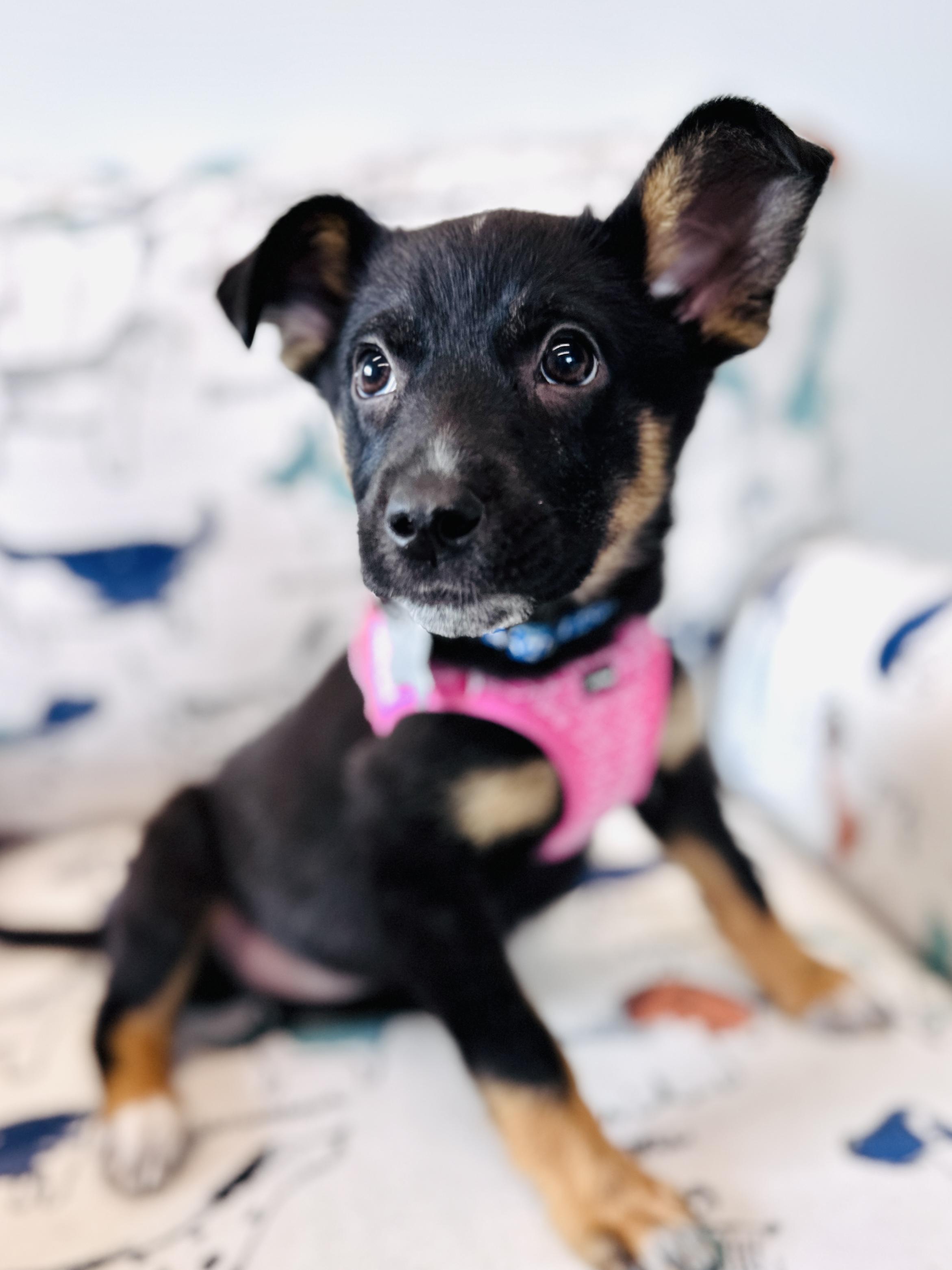Enlarge Dolores, an adoptable mixed breed in Palatine, IL image 5/6
