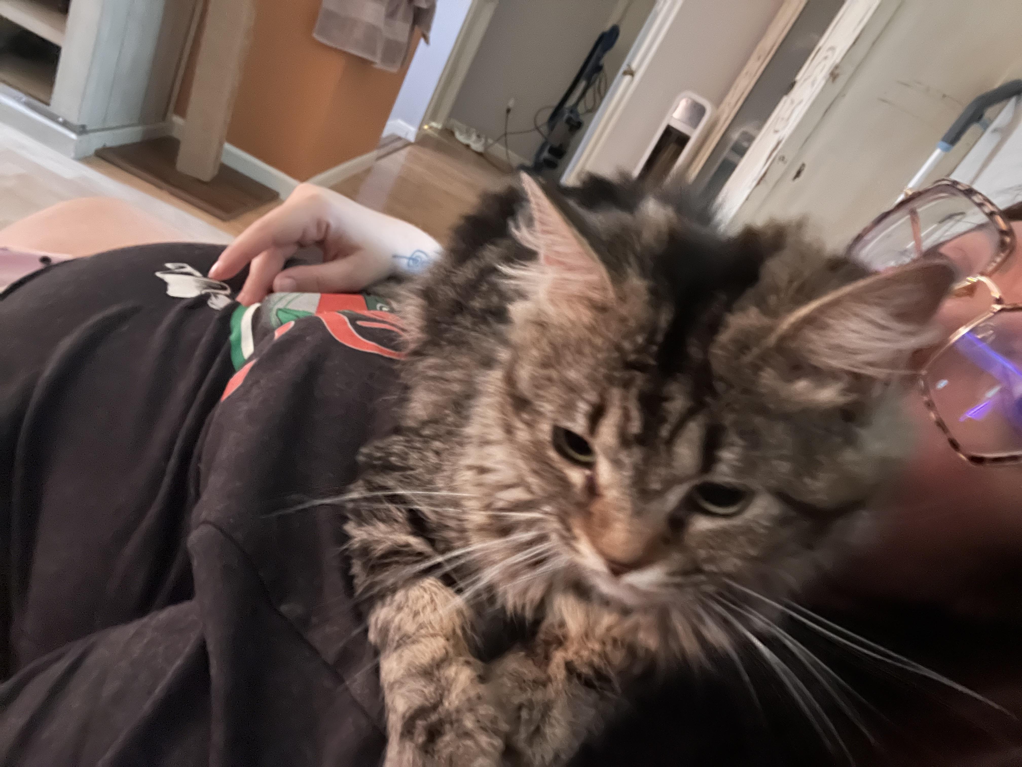 Enlarge Highway, an adopted Domestic Long Hair in Pekin, IL image 2/4