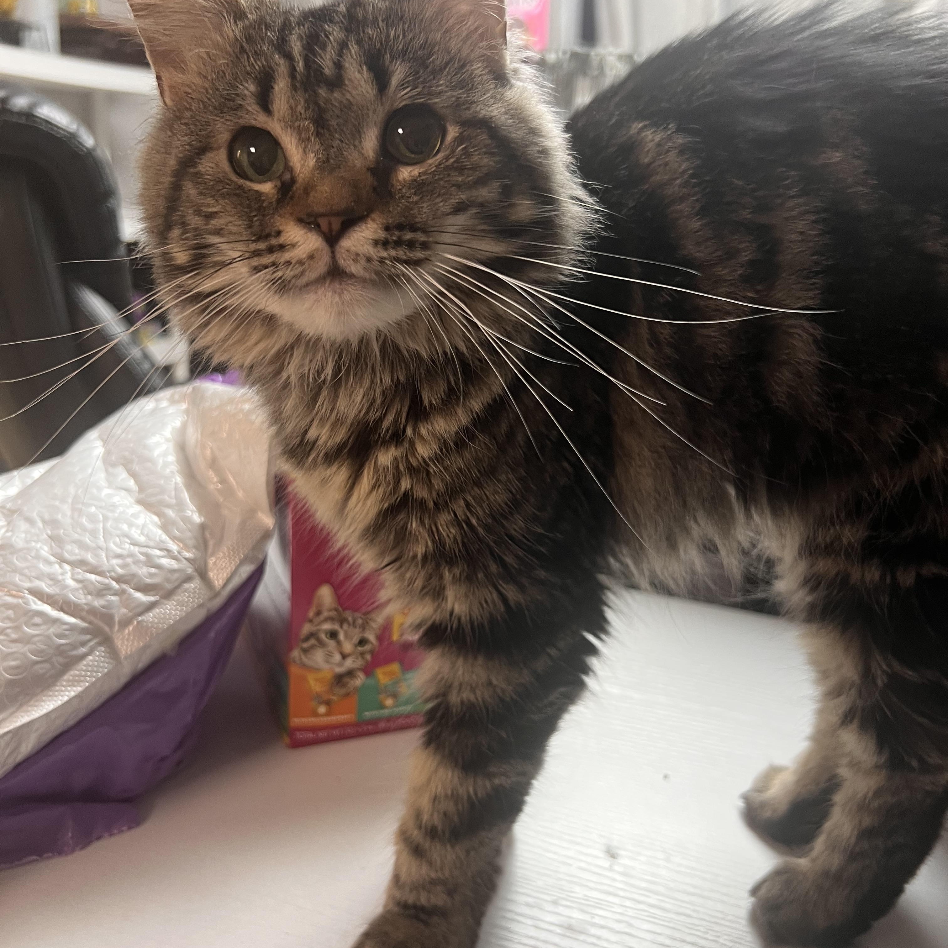 Highway, adopted, Kitten Female Domestic Long Hair.