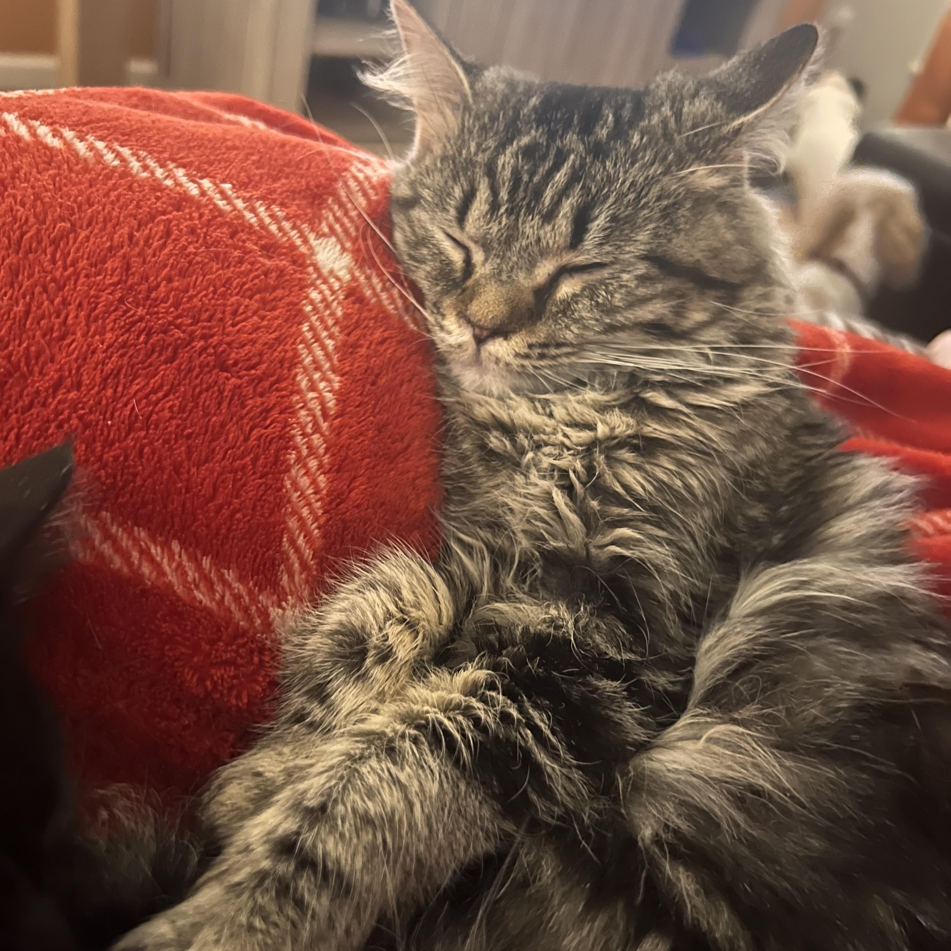 Enlarge Highway, an adopted Domestic Long Hair in Pekin, IL image 3/4