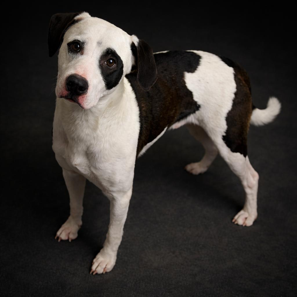 Enlarge Jeff, a ADOPTABLE mixed breed in Wooster, OH image 1/1