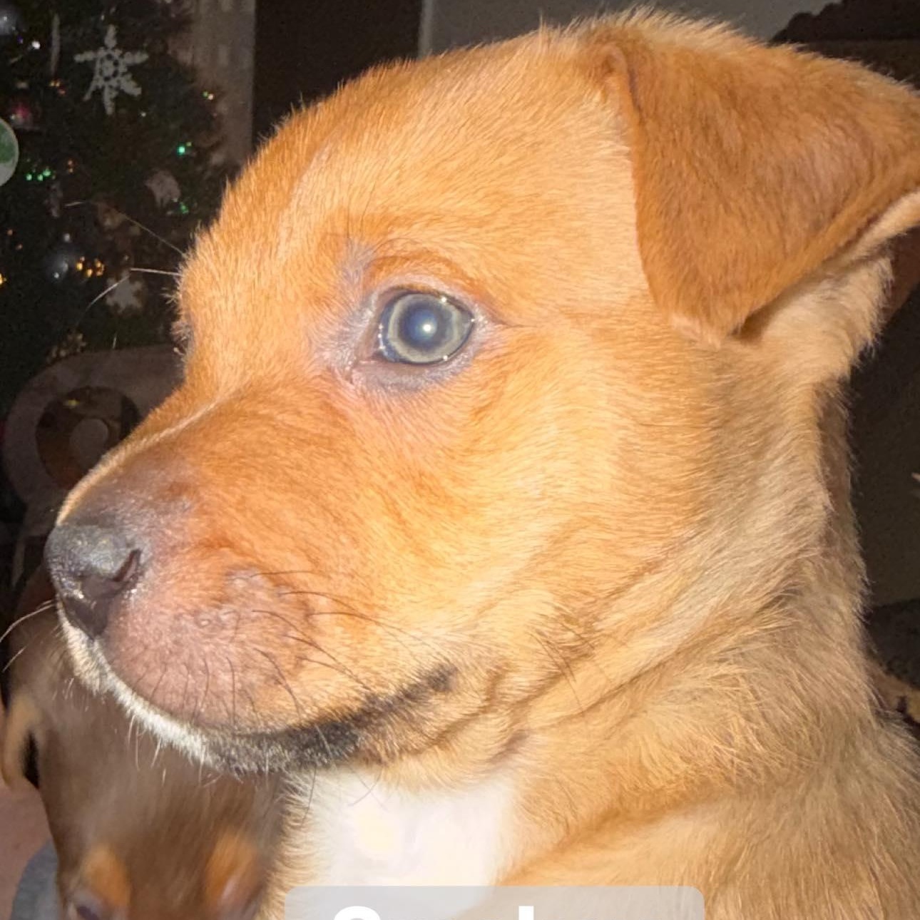 Smokey, a ADOPTABLE mixed breed in Calabash, NC image 2/2