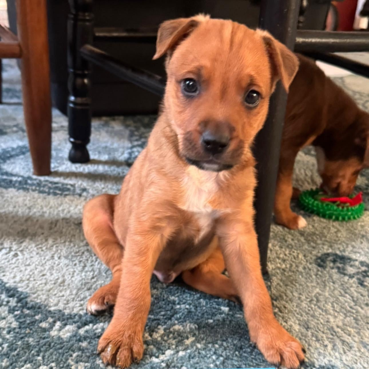 Smokey, ADOPTABLE, Puppy Male Spaniel & Mixed Breed.
