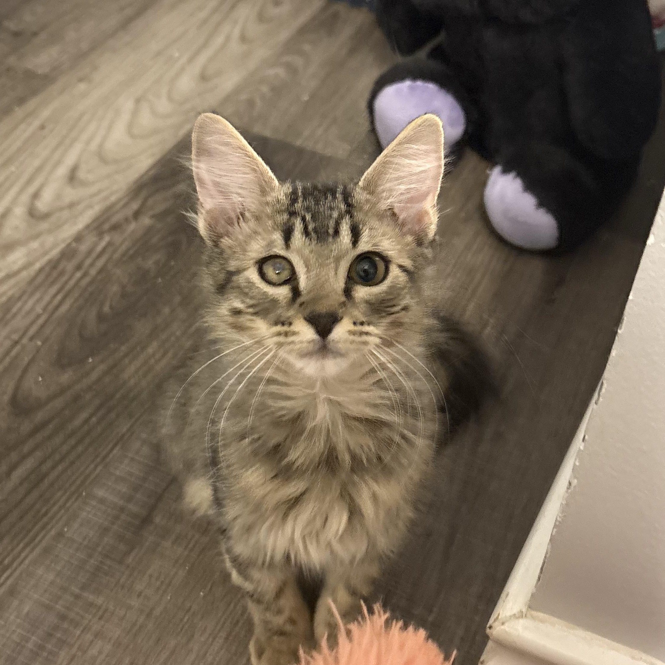 Enlarge Tory, a Adoptable Domestic Medium Hair in Niantic, CT image 4/5