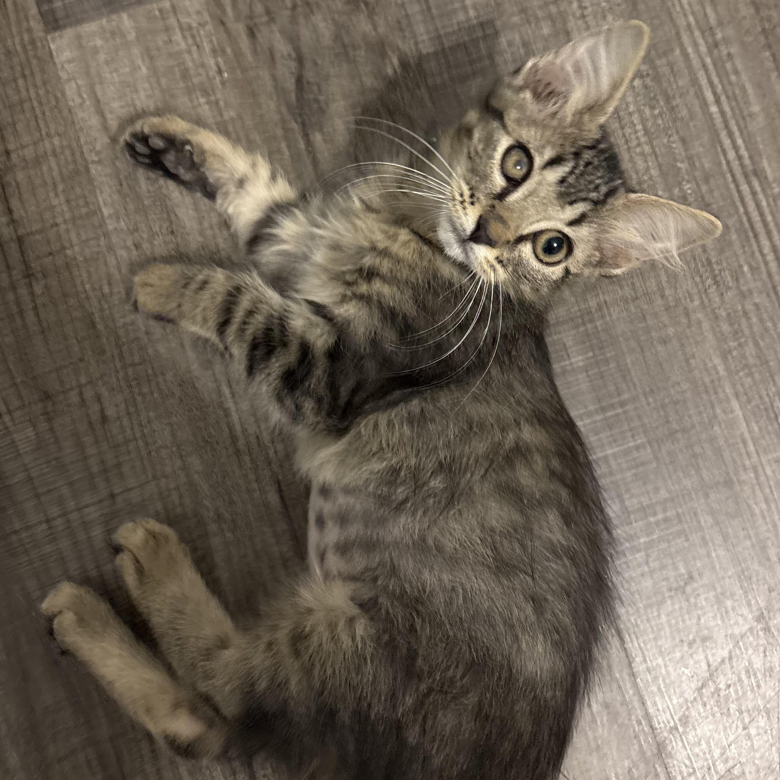 Enlarge Tory, a Adoptable Domestic Medium Hair in Niantic, CT image 5/5