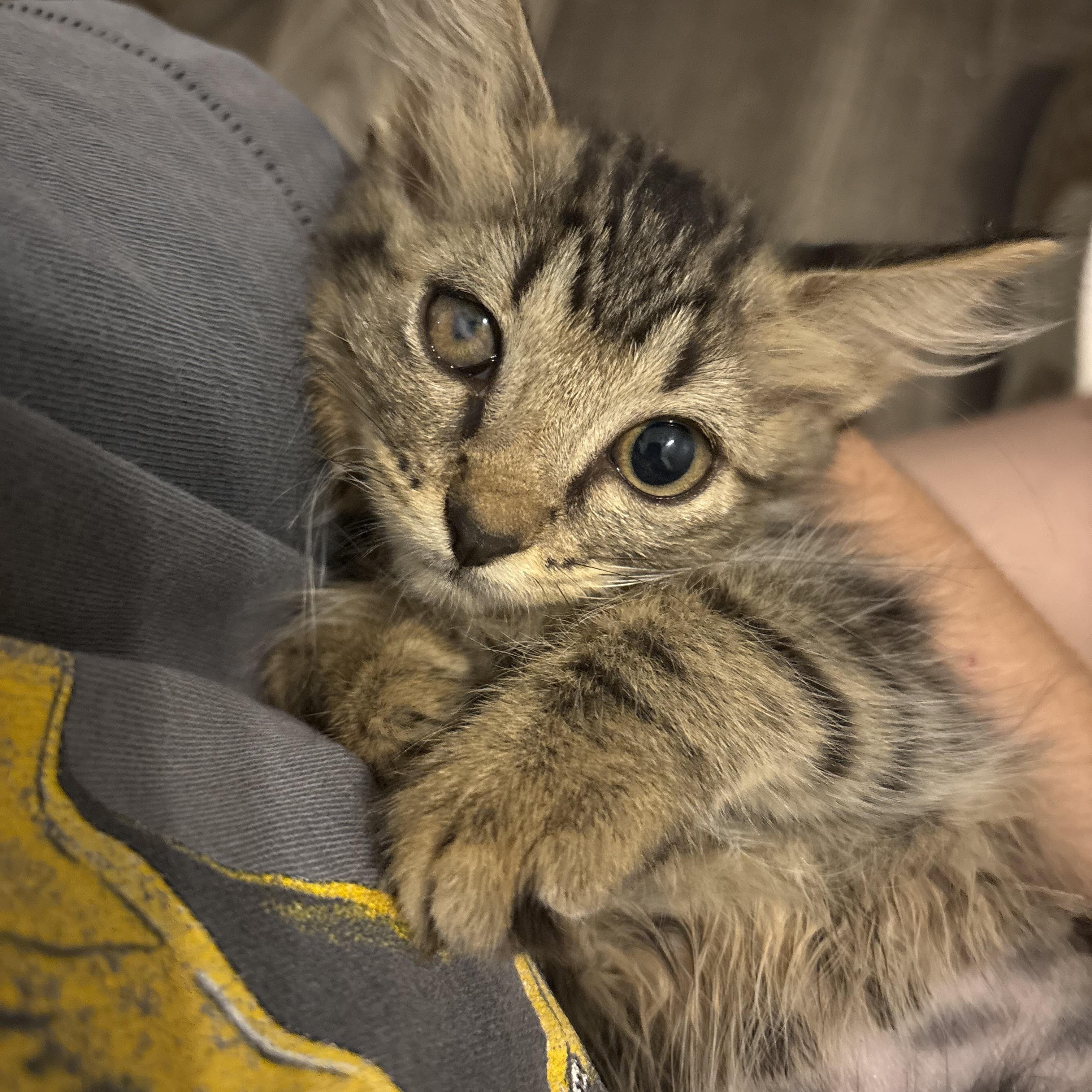 Enlarge Tory, a Adoptable Domestic Medium Hair in Niantic, CT image 3/5