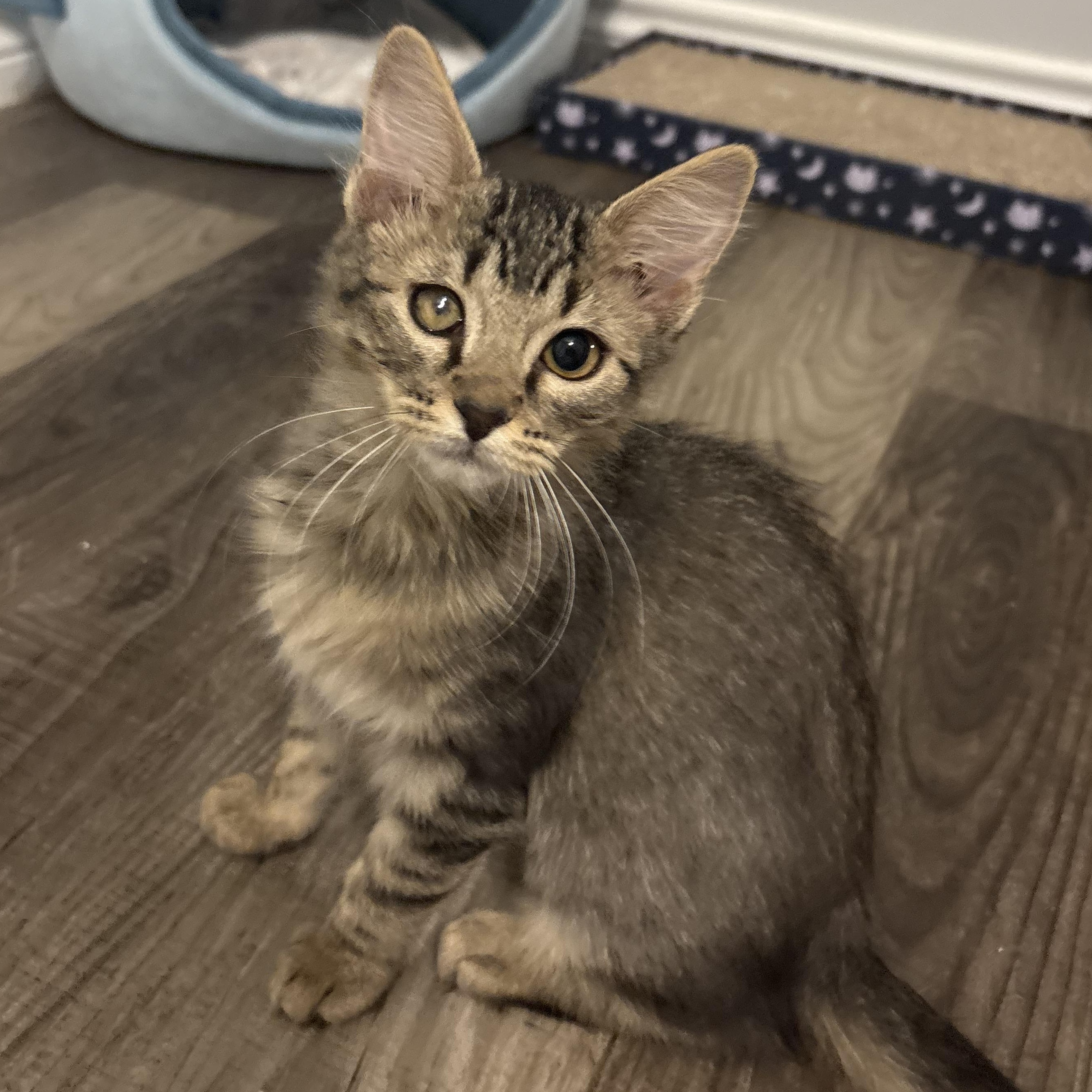 Enlarge Tory, a Adoptable Domestic Medium Hair in Niantic, CT image 1/5